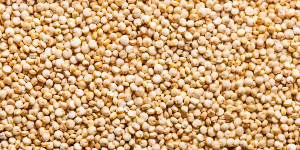 quinoa